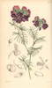 Graceful Gompholobium  Gompholobium Venustum Poster Print By ® Florilegius / Mary Evans - Item # VARMEL10935072