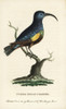 Purple Indian Creeper  Cinnyris Asiaticus Poster Print By ® Florilegius / Mary Evans - Item # VARMEL10937944