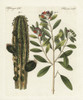 Apothecary'S Euphorbia And White Cinnamon Poster Print By ® Florilegius / Mary Evans - Item # VARMEL10934766