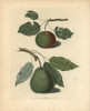 Pear Varieties  Pyrus Communis Poster Print By ® Florilegius / Mary Evans - Item # VARMEL10935715