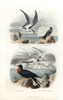 Tern  Black Tern  Great Frigatebird And White-Tailedà Poster Print By ® Florilegius / Mary Evans - Item # VARMEL10935774