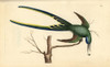 Fork-Tailed Hummingbird  Trochilus Forficatus Poster Print By ® Florilegius / Mary Evans - Item # VARMEL10940346