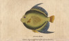 Angel Fish Or Monk Fish  Pomacanthidae Poster Print By ® Florilegius / Mary Evans - Item # VARMEL10941053