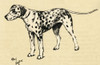 Illustration By Cecil Aldin  A Dalmatian Poster Print By Mary Evans Picture Library - Item # VARMEL10980263
