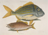 Haemulon Sciurus  Blue Striped Grunt & Lutjanus Apodus  Scho Poster Print By Mary Evans / Natural History Museum - Item # VARMEL10708415