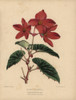 Scarlet Begonia Intermedia Poster Print By ® Florilegius / Mary Evans - Item # VARMEL10936830