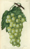 Green Grapes  Vine And Leaf Of The White Orà Poster Print By ® Florilegius / Mary Evans - Item # VARMEL10939433