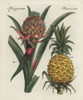 Pineapple Flower And Fruit  Ananas Comosus Poster Print By ® Florilegius / Mary Evans - Item # VARMEL10934731