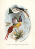 Asian Paradise-Flycatcher  Terpsiphone Paradisià Poster Print By ® Florilegius / Mary Evans - Item # VARMEL10939125