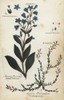 Dotted Felwort And Alpine Azalea Poster Print By ® Florilegius / Mary Evans - Item # VARMEL10935965