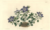 Hairy-Leaved Brittle Bellflower  Campanula Fragilis Poster Print By ® Florilegius / Mary Evans - Item # VARMEL10935268