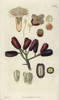Caryophyllus Aromaticus  Clove Spice Flowerà Poster Print By ® Florilegius / Mary Evans - Item # VARMEL10934905