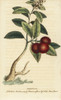 Strawberry Tree Or Cane Apple  Arbutus Unedo Poster Print By ® Florilegius / Mary Evans - Item # VARMEL10937912