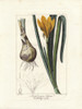 Autumn Daffodil  Sternbergia Lutea Poster Print By ® Florilegius / Mary Evans - Item # VARMEL10934608