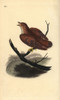 Common Cuckoo  Cuculus Canorus Poster Print By ® Florilegius / Mary Evans - Item # VARMEL10936352