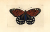 Regal Fritillary Butterfly  Speyeria Idalia Vulnerable Poster Print By ® Florilegius / Mary Evans - Item # VARMEL10940583