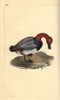 Common Pochard Or Red-Headed Wigeon  Aythra Ferina Poster Print By ® Florilegius / Mary Evans - Item # VARMEL10936297