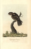 Goatsucker  Nightjar  Caprimulgus Europaeus Poster Print By ® Florilegius / Mary Evans - Item # VARMEL10937411