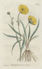Grass-Leaved Crowfoot Or Buttercup  Ranunculus Gramineus Poster Print By ® Florilegius / Mary Evans - Item # VARMEL10934857