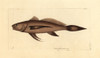 Longtail Croaker Fish  Lonchurus Lanceolatus Poster Print By ® Florilegius / Mary Evans - Item # VARMEL10940500