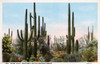 Giant Cacti - Arizona  Usa Poster Print By Mary Evans / Grenville Collins Postcard Collection - Item # VARMEL10720139