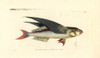 Tropical Two-Wing Flyingfish  Exocoetus Volitans Poster Print By ® Florilegius / Mary Evans - Item # VARMEL10940662