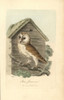 White Owl  Barn Owl  Strix Flammea  Tyto Alba Poster Print By ® Florilegius / Mary Evans - Item # VARMEL10937302