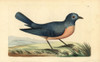 Eastern Bluebird  Sialis Sialis Poster Print By ® Florilegius / Mary Evans - Item # VARMEL10940386
