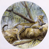 A Leopard Resting On A Rainforest Branch Poster Print By Malcolm Greensmith ® Adrian Bradbury/Mary Evans - Item # VARMEL10271181