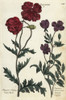 Corn Rose  Papaver Rhoeas  And Welch Poppyà Poster Print By ® Florilegius / Mary Evans - Item # VARMEL10935899