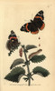 Red Admiral Butterfly  Vanessa Atalanta Poster Print By ® Florilegius / Mary Evans - Item # VARMEL10940281