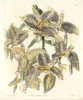 Eyed Stanhopea Orchid  Stanhopea Oculata Poster Print By ® Florilegius / Mary Evans - Item # VARMEL10935323