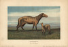 Protorohippus Or Orohippus  Extinct Ancestorà Poster Print By ® Florilegius / Mary Evans - Item # VARMEL10937775