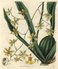 Tall-Stemmed Oncidium Orchid  Oncidium Altissimum Poster Print By ® Florilegius / Mary Evans - Item # VARMEL10934951
