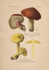 Suspect Mushroom  Tricholoma Rutilans And Poisonousà Poster Print By ® Florilegius / Mary Evans - Item # VARMEL10936439