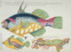 Colourful Illustration Of Two Fish And A Stomatopod Poster Print By Mary Evans / Natural History Museum - Item # VARMEL10708281