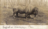 Canada - Buffalo At Winnipeg Poster Print By Mary Evans / Grenville Collins Postcard Collection - Item # VARMEL10507472