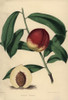 Nectarine Cultivar Stanwick  Prunus Persica Poster Print By ® Florilegius / Mary Evans - Item # VARMEL10936649