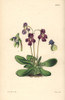 Orchis-Like Butterwort  Pinguicula Orchidioides Poster Print By ® Florilegius / Mary Evans - Item # VARMEL10935045