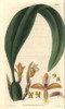 Maxillaria Parkeri  Mr Parker'S Maxillariaà Poster Print By ® Florilegius / Mary Evans - Item # VARMEL10934891