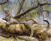A Leopard Sitting In A Tree Poster Print By Malcolm Greensmith ® Adrian Bradbury/Mary Evans - Item # VARMEL10271175