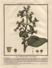 Wild Tobacco  Aztec Tobacco Or Mapacho  Nicotiana Rustica Poster Print By ® Florilegius / Mary Evans - Item # VARMEL10935834