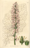 Sowthistle-Leaved Francoa  Francoa Appendiculata Poster Print By ® Florilegius / Mary Evans - Item # VARMEL10940132