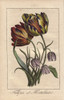 Tulips And Fritillaries  Tulipa And Fritillaria Poster Print By ® Florilegius / Mary Evans - Item # VARMEL10938833