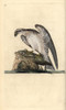 Osprey  Pandion Haliaetus  Standing On A Caught Fish Poster Print By ® Florilegius / Mary Evans - Item # VARMEL10936382