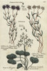 Autumnal And Spring Water Starworts  Kidney-Leaved Sowerweed Poster Print By ® Florilegius / Mary Evans - Item # VARMEL10935916