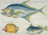 Colourful Illustration Of Three Fish Poster Print By Mary Evans / Natural History Museum - Item # VARMEL10708282