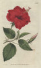 China-Rose Hibiscus  Hibiscus Rosa Sinensis Poster Print By ® Florilegius / Mary Evans - Item # VARMEL10934855
