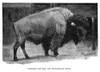 Illustration  American Bison In A Zoo Poster Print By Mary Evans Picture Library - Item # VARMEL10981258