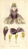 Splendid Stanhopea Orchid  Stanhopea Insignis Poster Print By ® Florilegius / Mary Evans - Item # VARMEL10934926